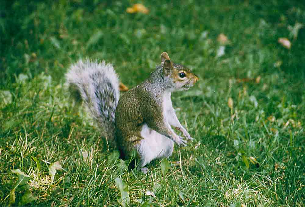 Ardilla - Washington - EEUU.jpg